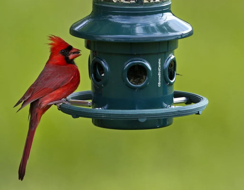 Squirrel-proof Bird Feeder w/Cardinal Ring Green