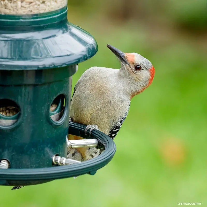 Squirrel-proof Bird Feeder w/Cardinal Ring Green