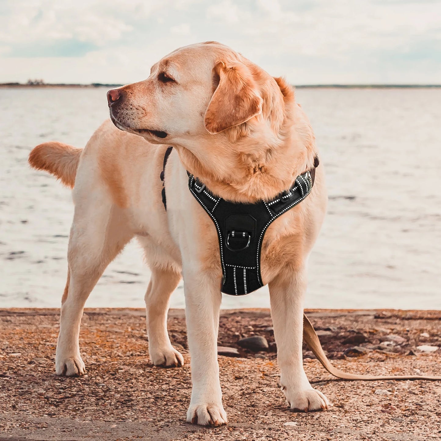 Nylon Adjustable No Pull Dog Harness